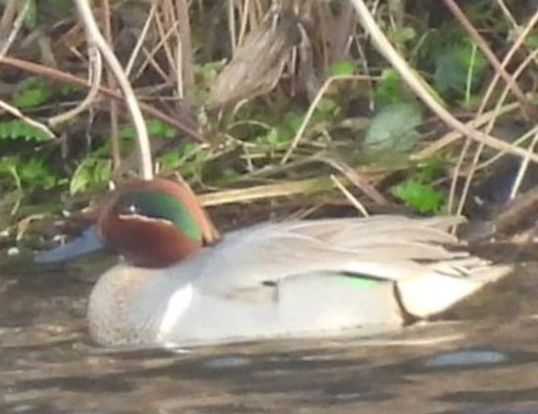 WBRC - Welsh Birds Rarities Committee tweet media