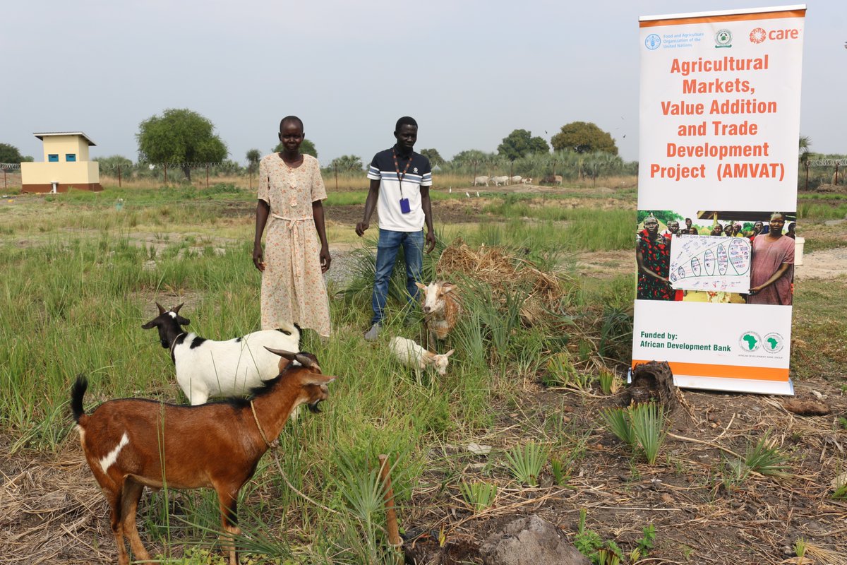CareSouthSudan's tweet photo. 🌟 Meet Nyau, a 40yrs, farmer from, Bor. 🙏 to the AMVAT proj by CARE &amp; @AfDB_Group, @FAOSouthSudan , @mafs_ss, she's transformed her life! 🌾Increased production to 500 kg of maize, 450 kg of sorghum, &amp; 750 kg of groundnuts bought 4 goats 🐐fully covering family food needs. https://t.co/ebGqXdCscp