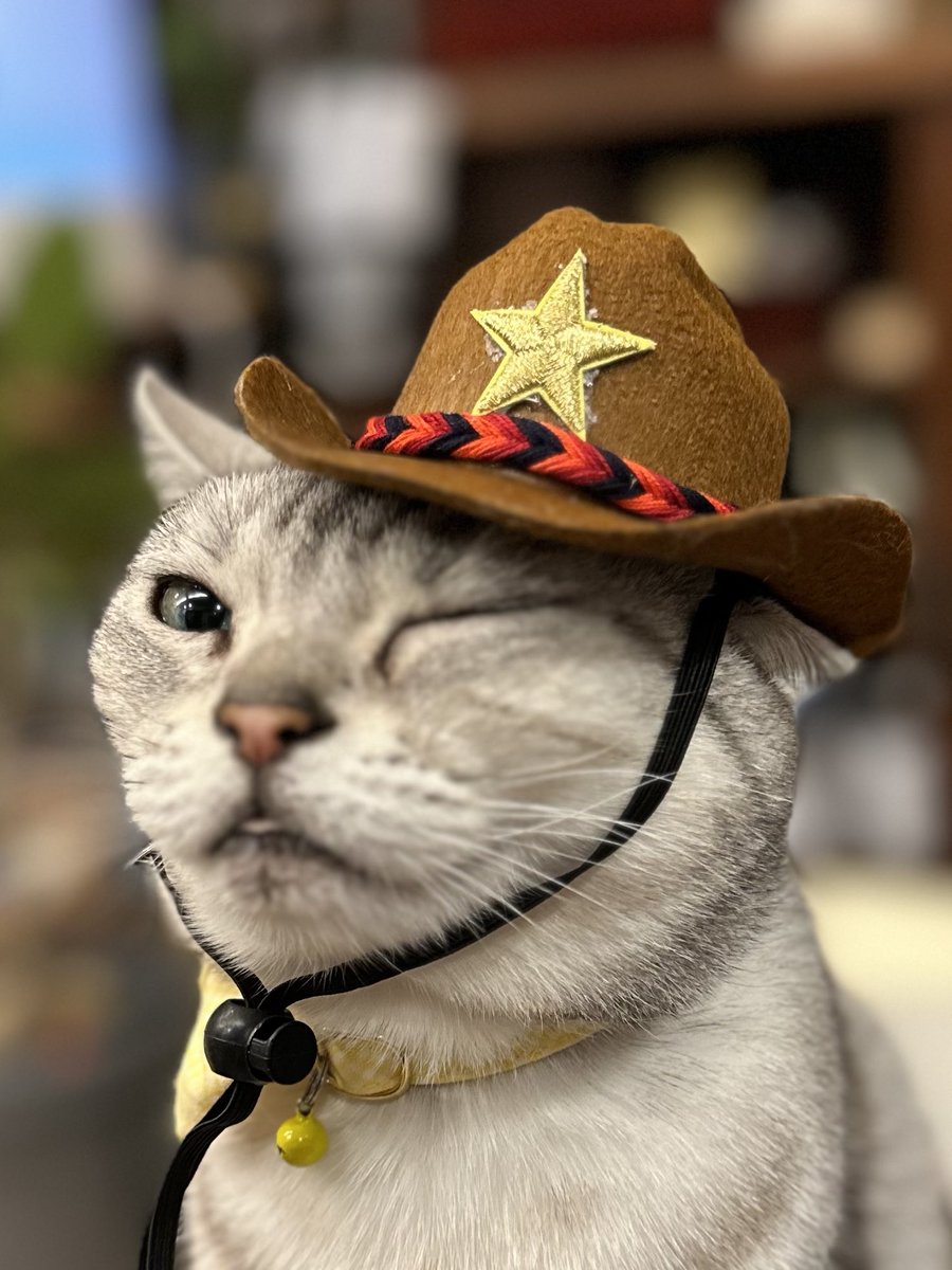 ⬛️ 稀少！⬛️ 本格！⬛️ 重い！⬛️ 大きい！⬛️ 派手！⬛️ 珍品⬛️ カウボーイハット Soggycat on X: 