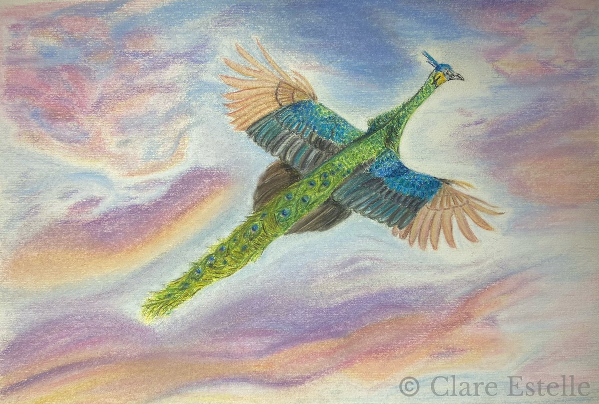 This is an expression of my desire for freedom. I hope you enjoy my green peafowl and sky blue pink clouds. 🥰

#art #artist #pastels #peacock #clouds #sunrise #drawing #sketching #clareestelle