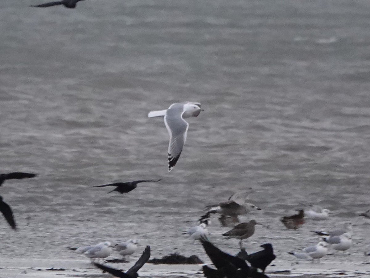 WBRC - Welsh Birds Rarities Committee tweet media