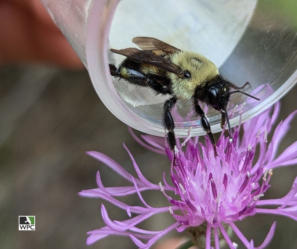 BumbleBeeWatch.org, a collaborative citizen science platform that tracks bumble bees in North America, just released an exciting new feature - 'Your Year in Review'! ⁠

bumblebeewatch.org
⁠
📸 K. Brideau⁠
⁠
#WPCBumbleBee⁠