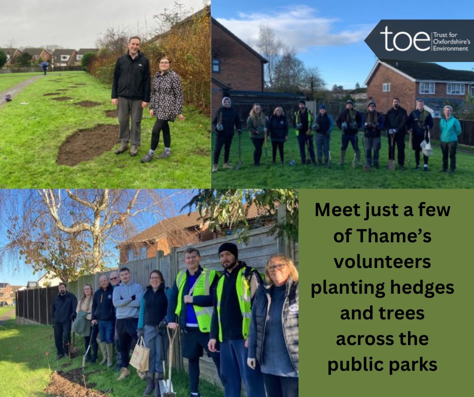 With a grant from TOE funded by SODC and the TOE Tree Fund @21stcenturythame are able to plant trees and hedges across 4 of the parks of Thame providing much needed summer shade and improving the biodiversity for wildlife.  21stcenturythame.co.uk/2025/01/06/tha….    #UrbanGreenSpaces