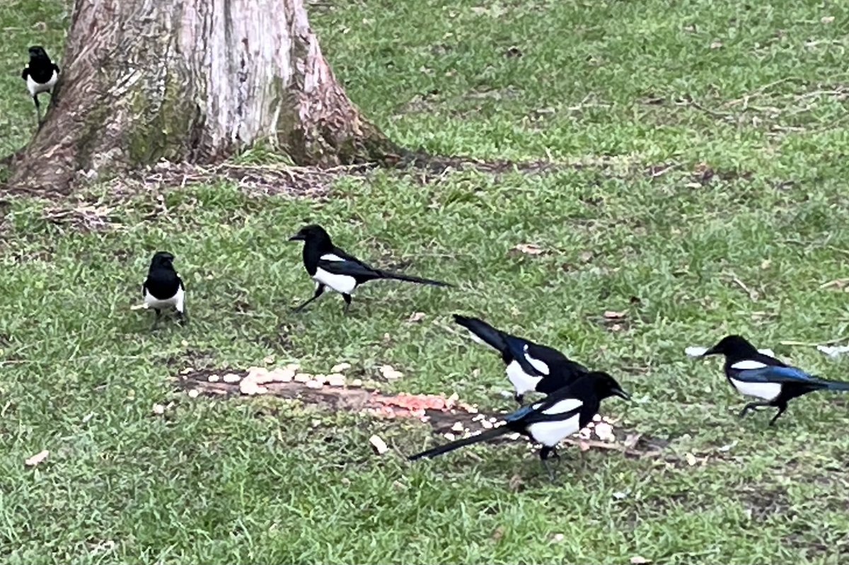Peanuts in ⁦<a href="/DulwichPark/">Dulwich Park Friends</a>⁩, the way to attract magpies until the crows arrive!