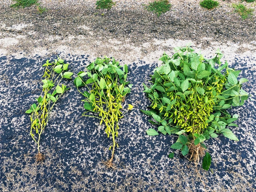 What creates "overyielding"

How can you raise nearly full yields on 38% of the acre?

The footprint creates the venue for "over reach" 

If you give each plant more CO2, water, and light ... it'll respond with more grain per seed planted.

Everyone sees "waste" of 1 instead of