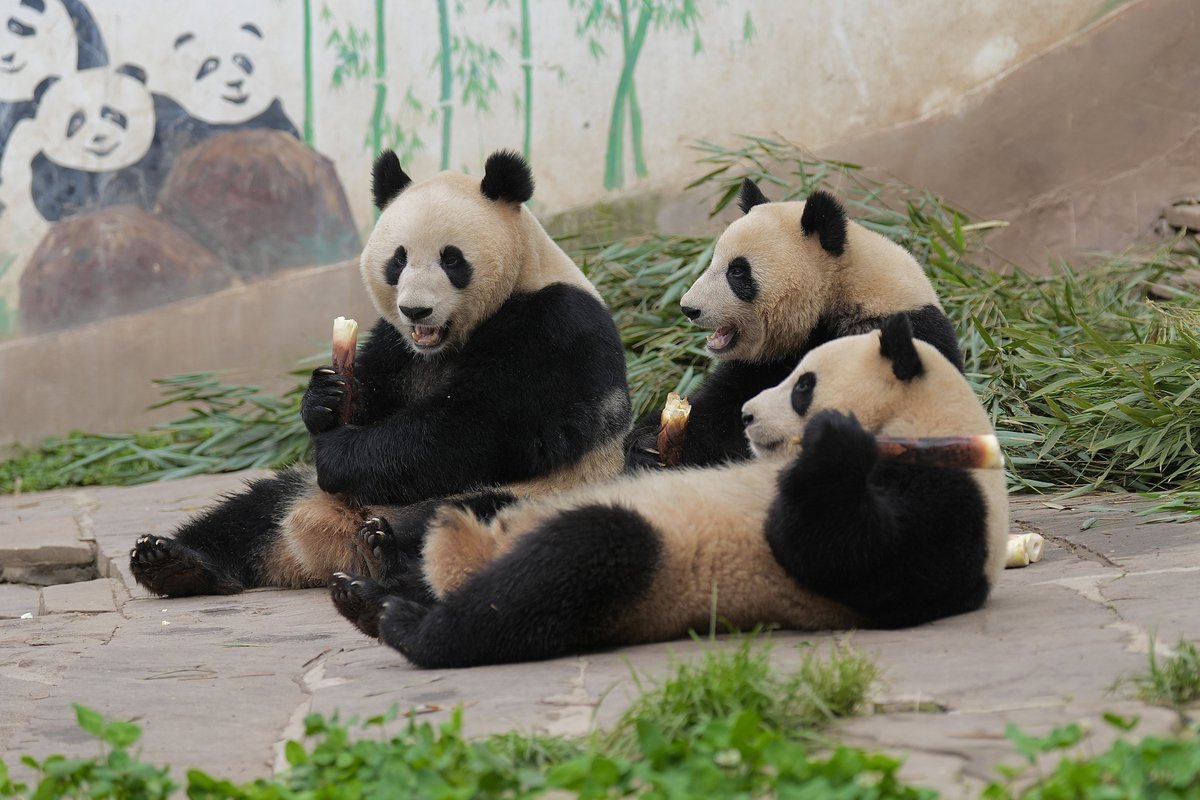 Mickey47495061's tweet photo. こちらは昨年の親子🐼🐼🐼
双子は一回りちっこい
2024/4
#妍惠 #yanhui #小宝 #xiaobao
#胖圆 #pangyuan
#雅安碧峰峡大熊猫保護研究基地
#giantpandas https://t.co/sY7a1MYyV1