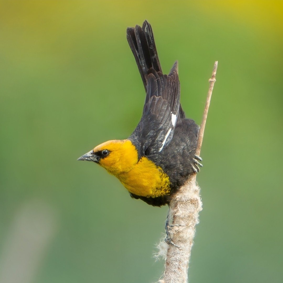 BirdsofBC 🇨🇦 tweet media