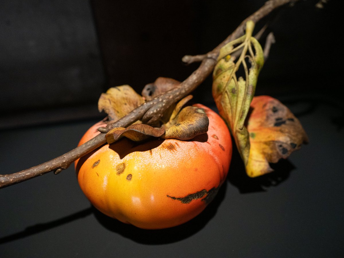 未使用 木彫刻作家 岩崎努 木彫 彩色 「嘉来」 柿 木製 一木造り