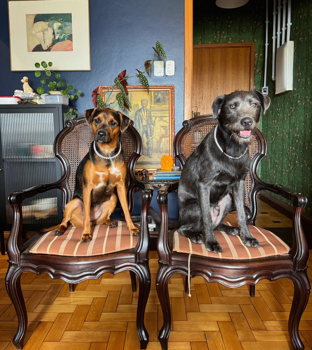 rafaellabd's tweet photo. Hoje eu tenho dois filhotões carinhosos, engraçados, saudáveis e mimados pq pessoas incríveis salvaram eles e a mãe do meio da água que tomou Porto Alegre. Essas pessoas seguem trabalhando pros resgatados que não foram adotados e precisam de ajuda pra cobrir os custos de 2024 https://t.co/gPQhUIlqb3