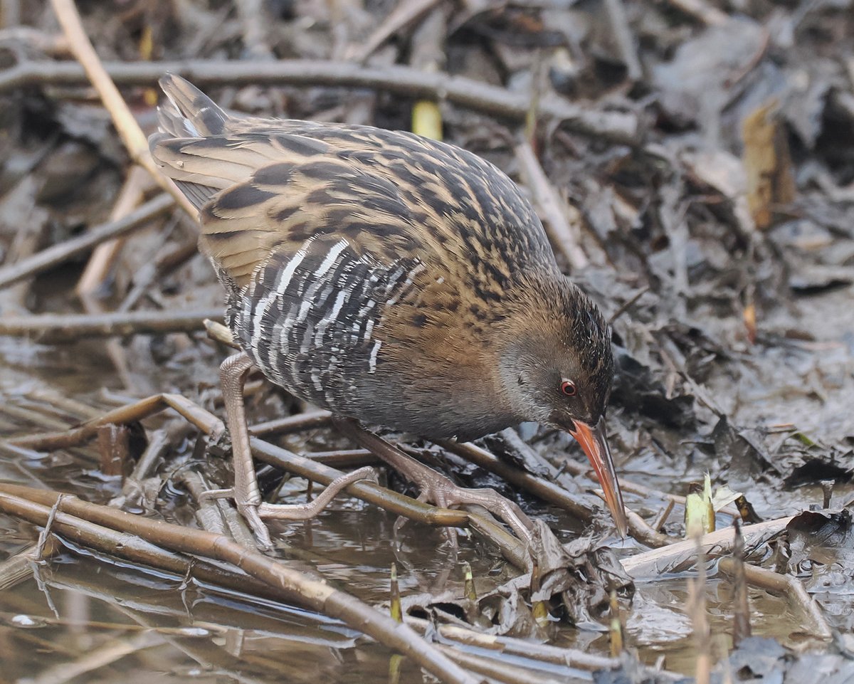 Bird of Week! 
Water Rails are secretive birds of the wetlands. Sometimes they can appear to patient-observers at the edge of the marshes, particularly in cold weather. They're more easily detected by their strange call, like a squealing pig.