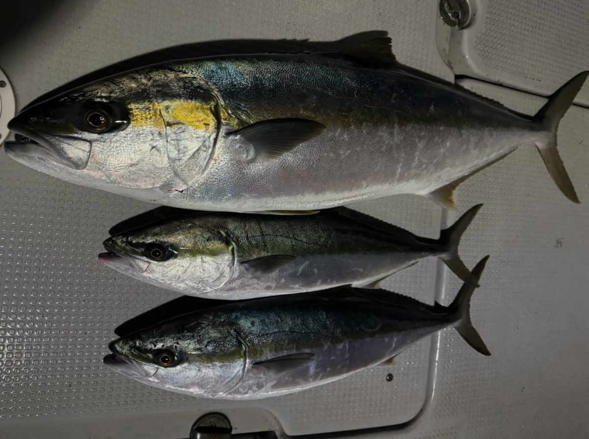 ngaasaki's tweet photo. 2025年 初釣行🎣

北九州ヒラマサキャスティングへ

ヒラマサ 102cm 9.6kg
ヤズ 

夕まずめに貴重な1本✌️ https://t.co/7z8Sr3W3b9