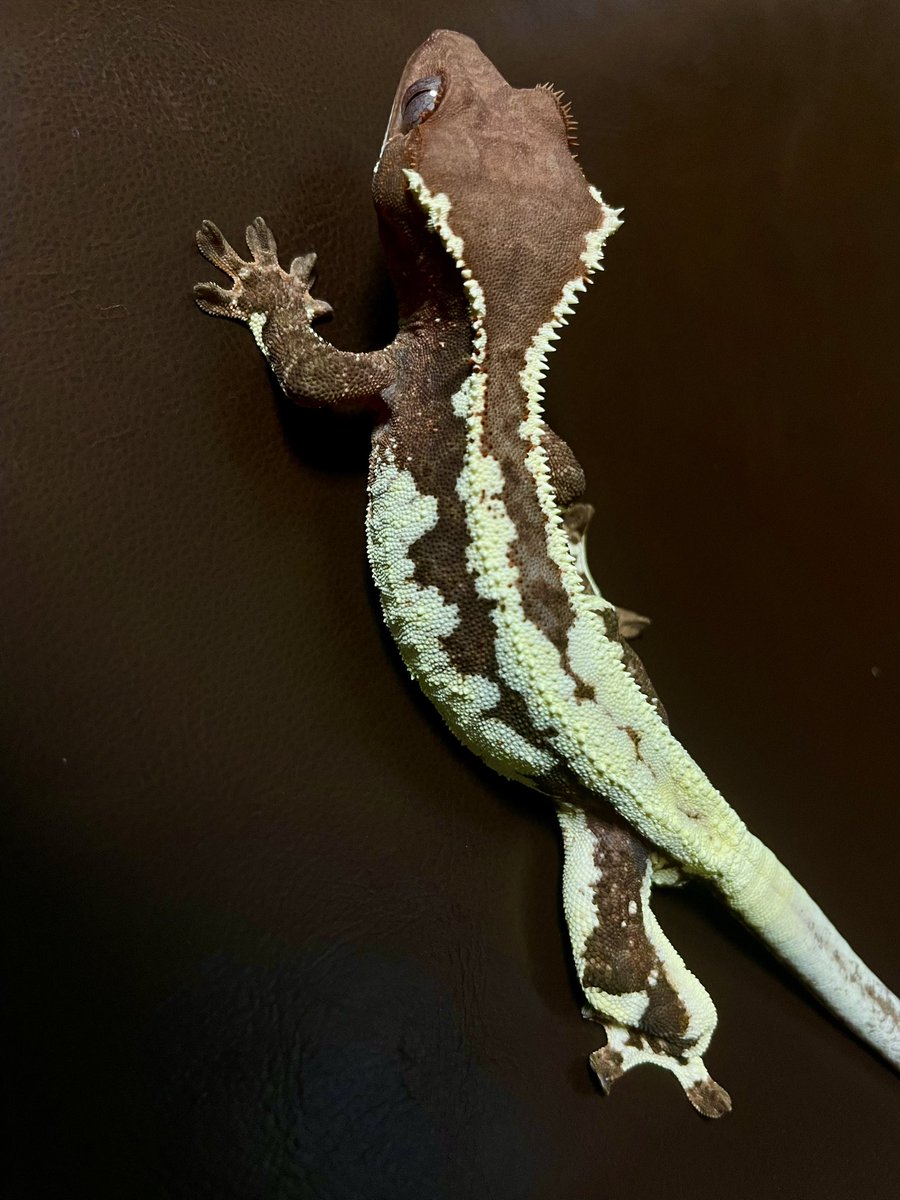 クレステッドゲッコー　フラペチーノ
9ヶ月

#クレステッドゲッコー