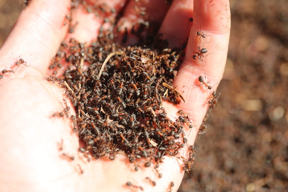 StaffsInvertScience (@sisf_2025) on Twitter photo Staffordshire is of regional importance for its populations of the red wood ant. Not long now before they will start to emerge on sunny spring days to warm up en masse. <a href="/bwars2000/">BWARS</a> <a href="/CannockChaseDC/">Cannock Chase Council</a> <a href="/CannockChaseNL/">Cannock Chase National Landscape</a> <a href="/Lichfield_DC/">Lichfield District Council</a> @StaffsInverts<a href="/bugbotherer/">Dave Skingsley</a> <a href="/ConopsEnto/">Andy Jukes</a> @bugbotherer Staffordshire is of regional importance for its populations of the red wood ant. Not long now before they will start to emerge on sunny spring days to warm up en masse. <a href="/bwars2000/">BWARS</a> <a href="/CannockChaseDC/">Cannock Chase Council</a> <a href="/CannockChaseNL/">Cannock Chase National Landscape</a> <a href="/Lichfield_DC/">Lichfield District Council</a> @StaffsInverts<a href="/bugbotherer/">Dave Skingsley</a> <a href="/ConopsEnto/">Andy Jukes</a> @bugbotherer