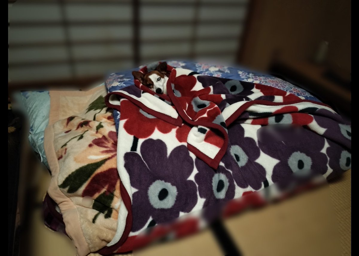 Mariemon19's tweet photo. 実家での我がワンコ。クレオパトラのごとき寝床。
布団返せ https://t.co/hhhEwQiUo0