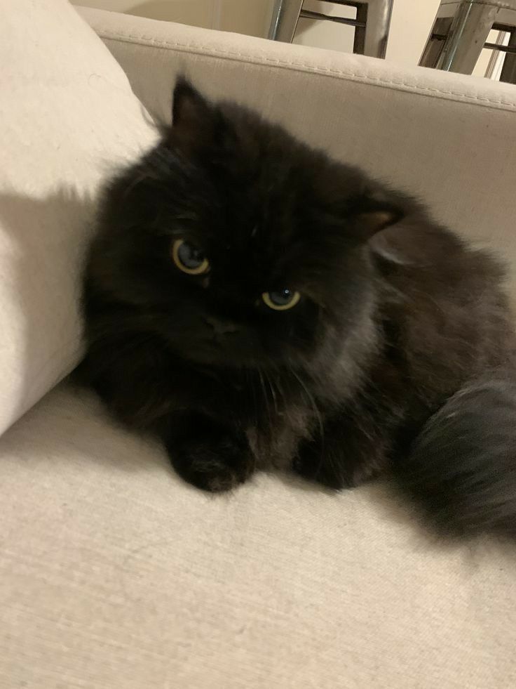 Black cats are not bad luck (@visualscat) on Twitter photo 