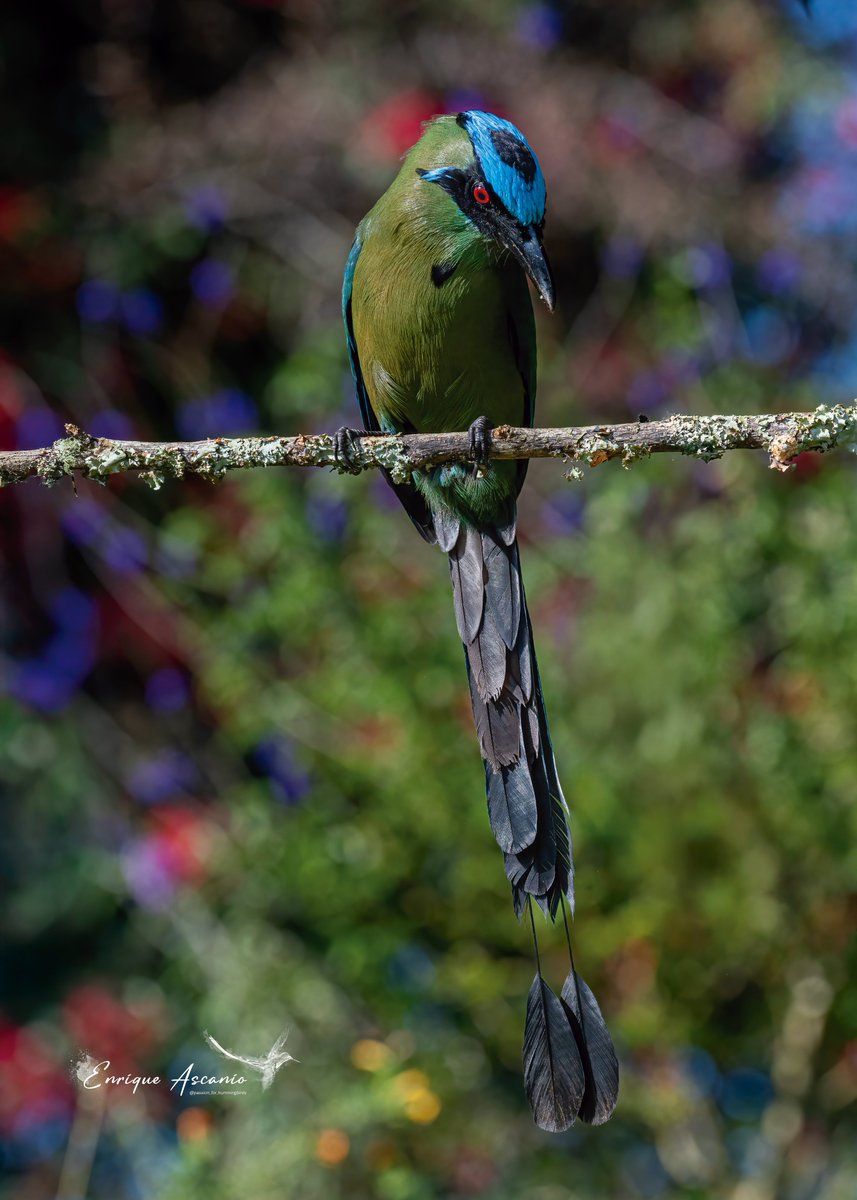 AHummingbirds's tweet photo. Andean motmot - Momotus aequatotialis - Momoto serrano. https://t.co/NR6dZbvoUH