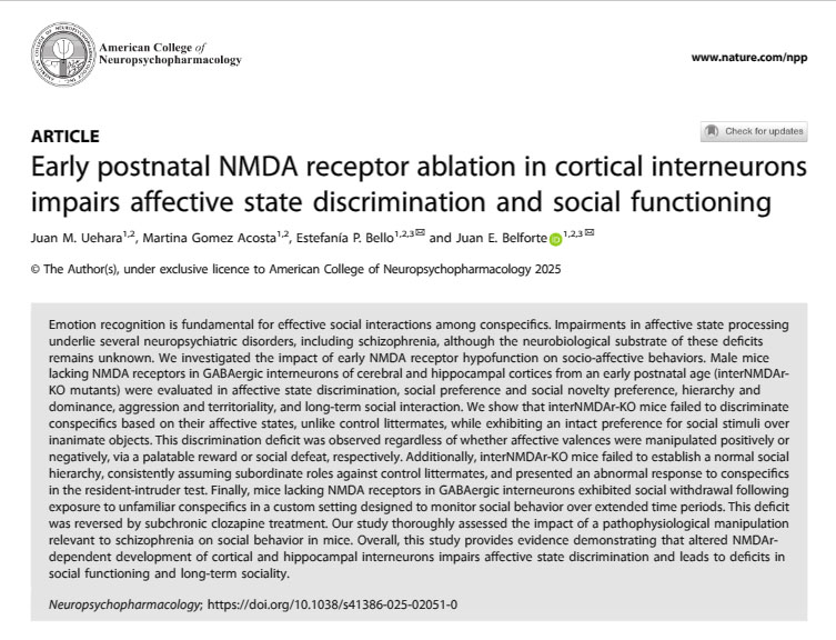 Thrilled to announce our new paper in <a href="/npp_journal/">Neuropsychopharmacology</a> is out ! Together with <a href="/juanmuehara/">Juan Martin Uehara</a>, <a href="/MartinaGA9731/">Martina Gomez Acosta</a> and <a href="/JuanBelforte/">Juan Belforte</a> Research in Argentina at IFIBIO HOUSSAY (<a href="/UBAonline/">UBAonline</a> - <a href="/CONICETDialoga/">CONICET Dialoga</a>) rdcu.be/d6RsD