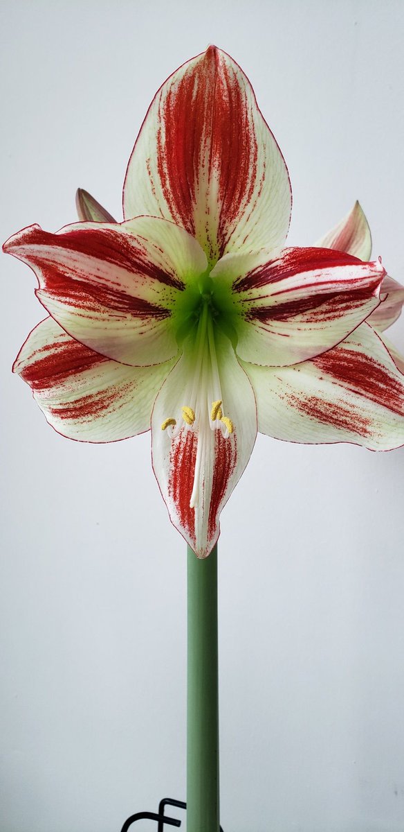 fliskmillan's tweet photo. Today we have Amaryllis Ambiance https://t.co/KwAFuNenPN