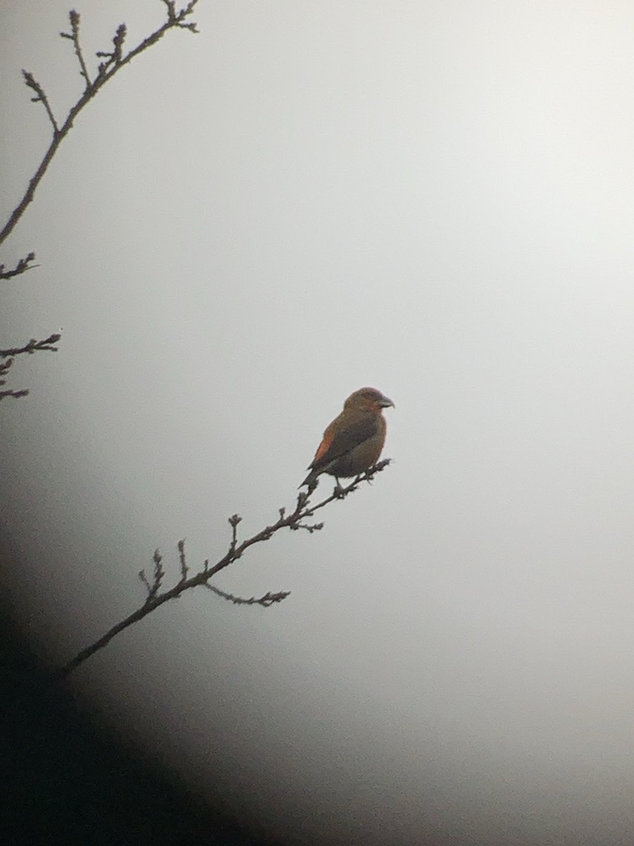 One of 3 Crossbills seen today at Haldon Park. All seen at the start of the Ridge Trail opposite the main car park. ⁦<a href="/DevonBirds/">Devon Birds</a>⁩