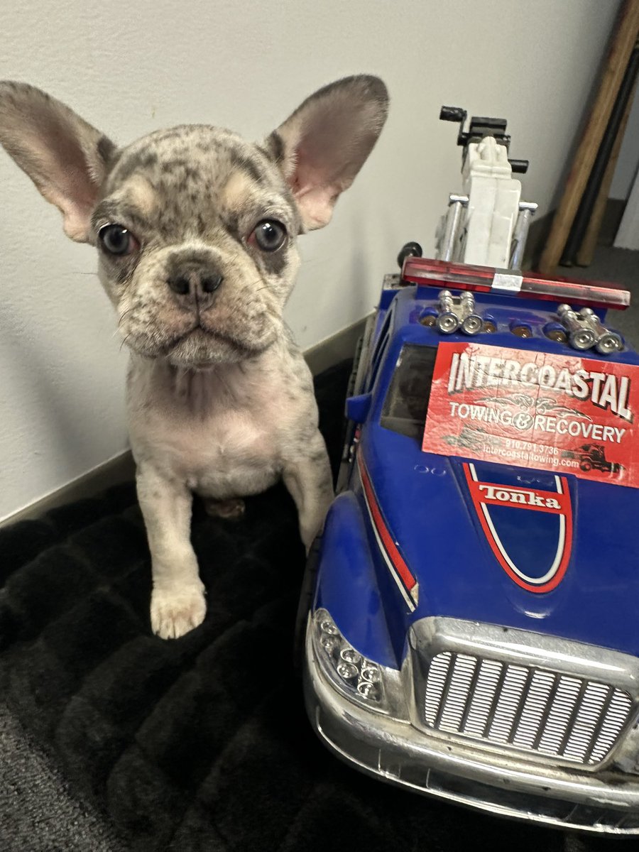 ITR_TOWING's tweet photo. Willow is getting truck ready for the potential winter storm coming to #NorthCarolina this week! Stay safe! 

☎️ 910.791.7636
2️⃣4️⃣ HRS ⏰
#intercoastaltowingandrecovery #ilm #wilmingtonnc #ncwinterweather #WinterStorm #lelandnc https://t.co/cB60GpRS9W