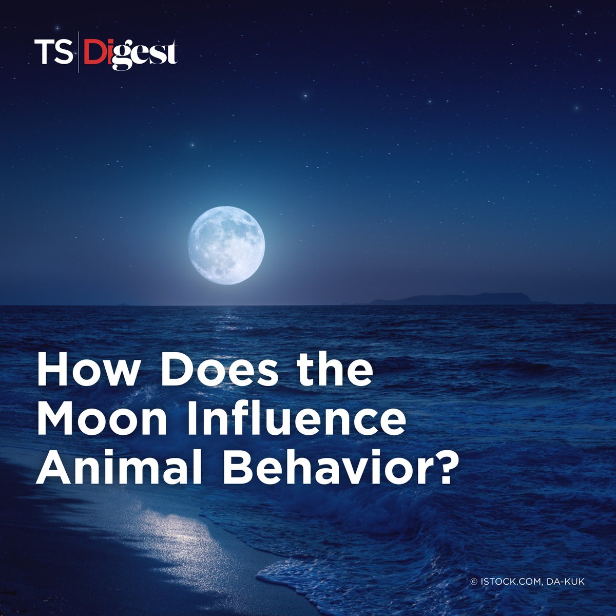 TheScientistLLC's tweet image. A marvelous night for a moondance 🌙
Chronobiologist Kristin Tessmar-Raible @MaxPerutzLabs @univienna explains how mass-spawning marine bristleworms use lunar cycles to coordinate the timing of the “nuptial dance” and reproduction.
Learn more: bit.ly/40jGfHL
