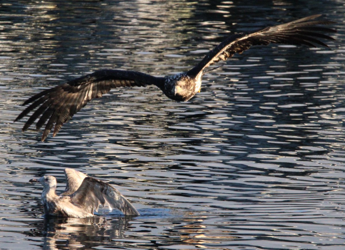 ATTEMPTED MURDER!
True Story! The young eekgull tried to take the seagull as its food! It tried twice and the seagull put its head in the water to get away. The eekgull did grab him by the wings once but couldn’t carry it away. 
#NaturePhotography #dogsoftwitter