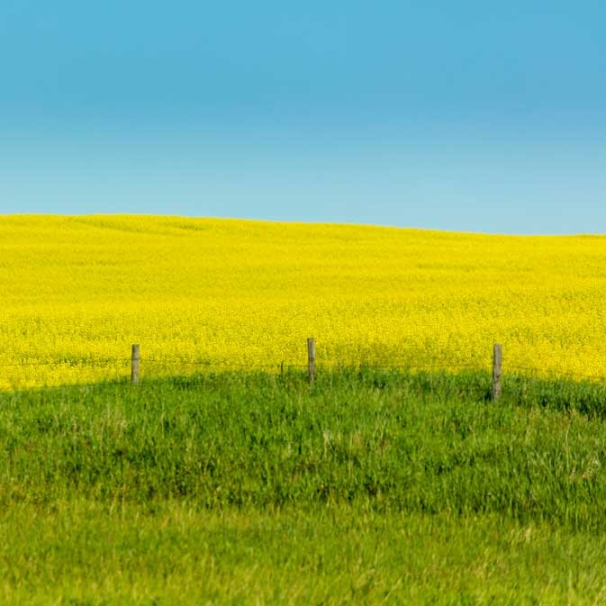 DID YOU KNOW?
Canola provides a cooling effect on the Earth. Canola’s bright yellow flowers create a canopy that provides an important cooling effect by reflecting sunlight away from the earth.

https://canolainfo/sustainability/