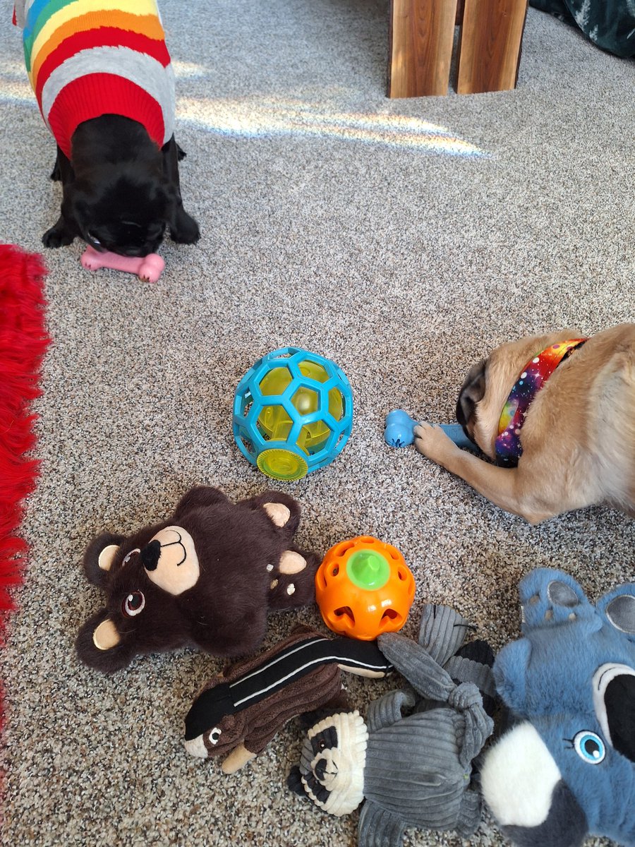 mommasboymushu's tweet image. IN HONOR &amp;amp; MEMORY OF OUR BELOVED FRIEND PHOENIX @921twinsie, who CROSSED THE🌈 BRIDGE yesterday, we'll be playing with the toys he &amp;amp; Ruby has given to us❤️. He is greatly missed by family &amp;amp; friends☹️💔. #dogsoftwitter #dogsox #puglife #FRIENDS4EVER #pugsoftwitter #OTRB #Phoenix