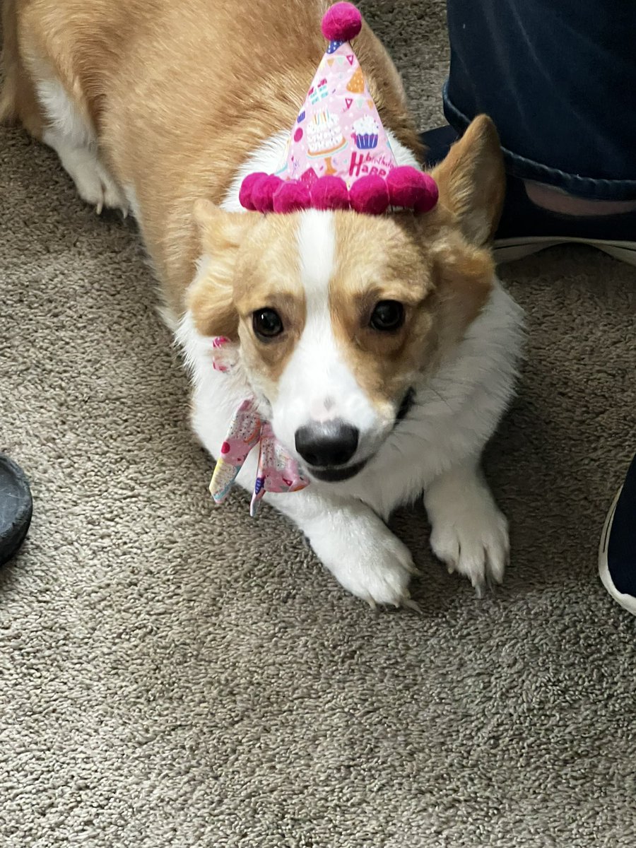 brezcorgi's tweet photo. Today is my 4th birthday 🎂 https://t.co/6T6XR0HXCt
