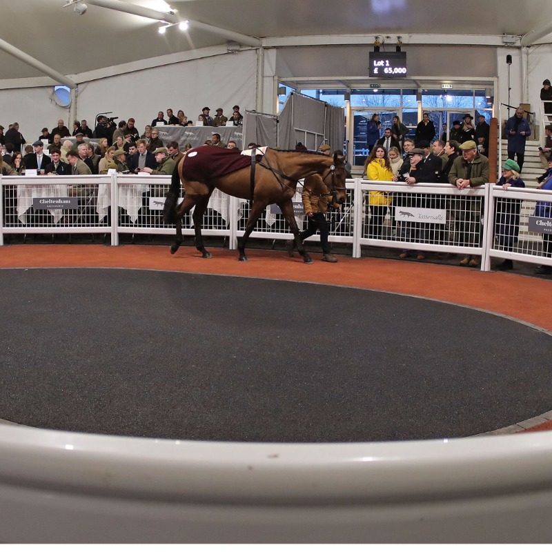 TattsCheltenham's tweet photo. The catalogue for Saturday's #tattscheltenham January Sale, features 33 lots &amp; includes

🔹19-winning &amp; placed 4yo &amp; 5yos of Irish 🇮🇪 &amp; 🇬🇧 p2ps
🔹10-winning 4yo p2p &amp; bumper wnrs
🔹11-winning &amp; placed bumper horses = opportunities for the   @CheltenhamRaces Festival bumper