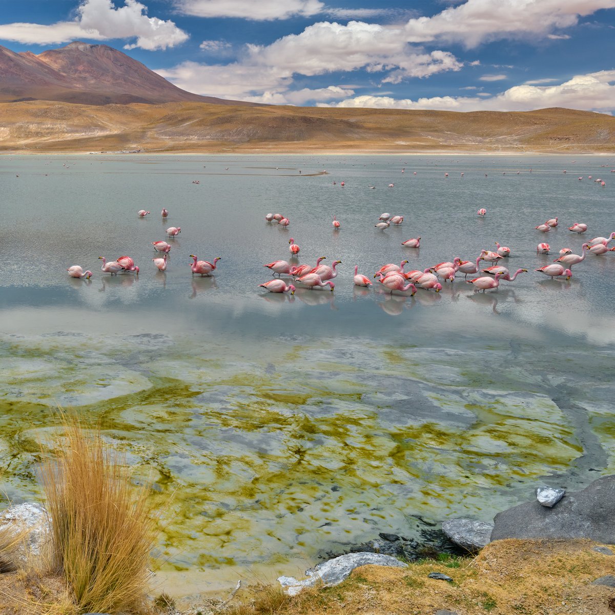 ohoh_store's tweet photo. Especially for you, Radek Dabrowski #travels the world to bring you beautiful #landscape photos. These are printed with durable inks on high-quality paper for a lifetime of brilliant colours and a view into new worlds. https://t.co/u8WJ518nKk

#landscapephotography #Bolivia #pano https://t.co/ndwUBVW1YB