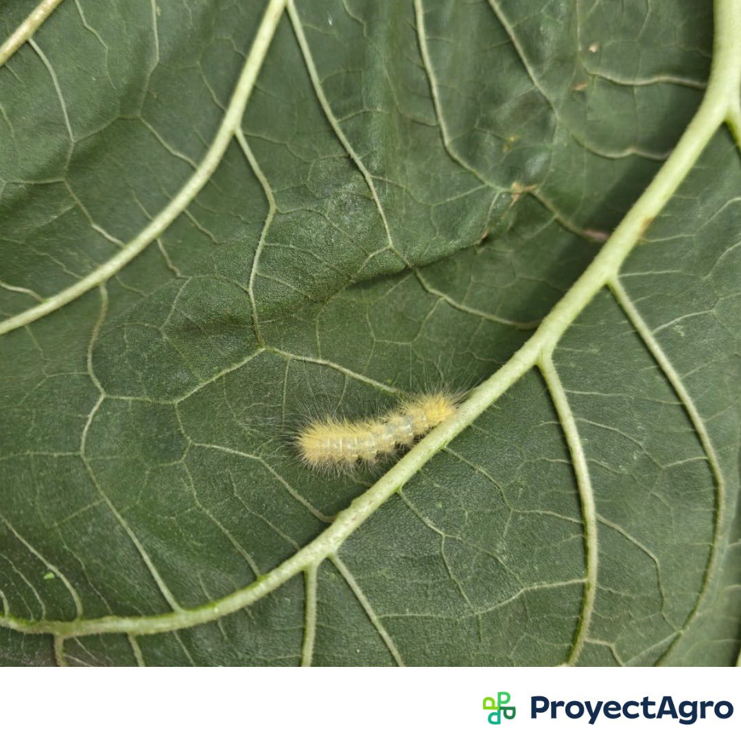 ProyectAgro tweet media