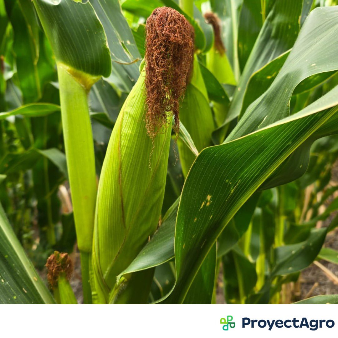 ProyectAgro tweet media