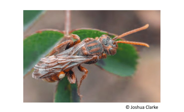 Volume 40 - Clarke and Beckett report on new records of the Endangered Blunt-jawed Nomad Bee (Nomada striata) in Northern Ireland. For subscription details: irishnaturalistsjournal.org
