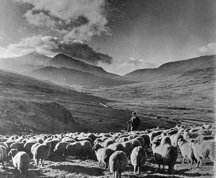 The British Newspaper Archive tweet media