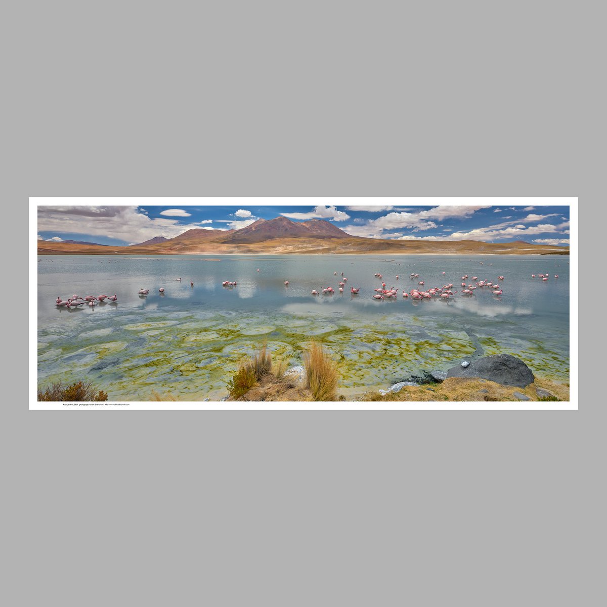 ohoh_store's tweet photo. The https://t.co/hsb1ec74Og offers high-quality photo prints that will bring a new experience to your living spaces, workspaces and reception areas. https://t.co/u8WJ518nKk

#panoramafotografie @panophotos #wallart #interior #flamingos #landschaftsfotografie #artcollector #hiking https://t.co/bfX0xkMWoV