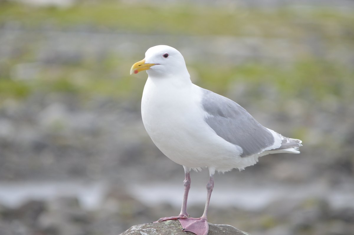 Women in Seabird Science (@womenseabirdsci) on Twitter photo Happy #SeabirdSaturday featuring the #glaucouswingedgull
📷 Glaucous-winged Gull (Larus glaucescens)
📷 Region: Northern Pacific Ocean
📷 Global Risk Status: Low Concern
📷 Fun Fact: Glaucous-winged Gulls are commonly known to hybridize with other gulls
📷 <a href="/SydneyCollins23/">Sydney Collins</a> Happy #SeabirdSaturday featuring the #glaucouswingedgull
📷 Glaucous-winged Gull (Larus glaucescens)
📷 Region: Northern Pacific Ocean
📷 Global Risk Status: Low Concern
📷 Fun Fact: Glaucous-winged Gulls are commonly known to hybridize with other gulls
📷 <a href="/SydneyCollins23/">Sydney Collins</a>