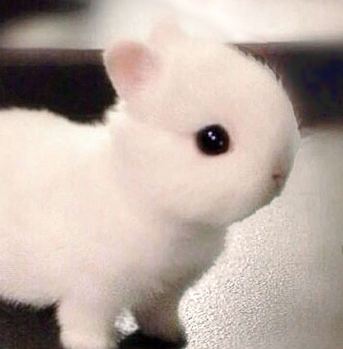 bnuykoo97's tweet image. ⋆·˚. *