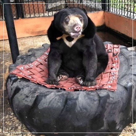 Wild Welfare (@wildwelfare) on Twitter photo โFor the price of a coffee, you can help us provide enrichment or comfortable bedding for animals across the world; ensuring they can experience better welfareโค๏ธ
Discover how to become a ๐ช๐ฒ๐น๐ณ๐ฎ๐ฟ๐ฒ ๐ช๐ฎ๐ฟ๐ฟ๐ถ๐ผ๐ฟ & support our vital global projectsโ๏ธ wildwelfare.org/get-involved-bโฆ โFor the price of a coffee, you can help us provide enrichment or comfortable bedding for animals across the world; ensuring they can experience better welfareโค๏ธ
Discover how to become a ๐ช๐ฒ๐น๐ณ๐ฎ๐ฟ๐ฒ ๐ช๐ฎ๐ฟ๐ฟ๐ถ๐ผ๐ฟ & support our vital global projectsโ๏ธ wildwelfare.org/get-involved-bโฆ