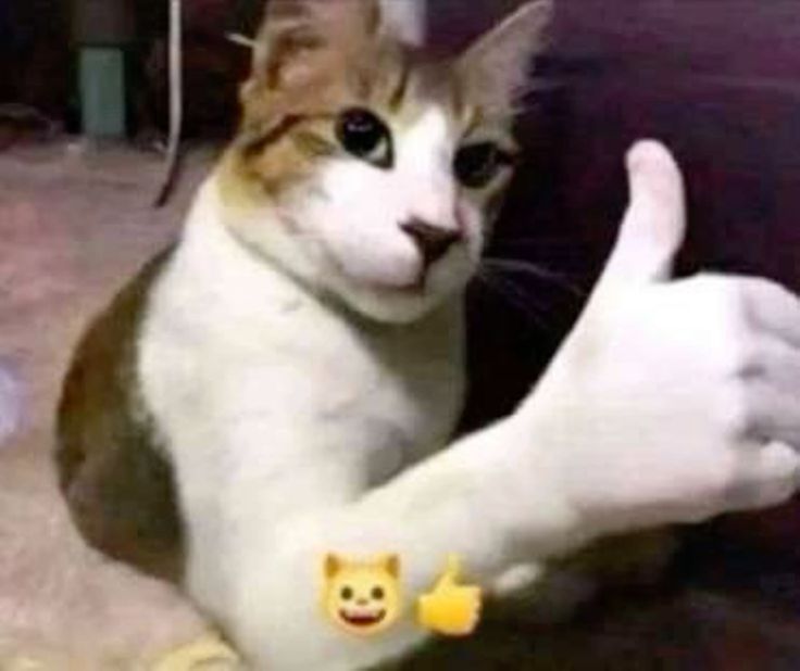 zeroaddedsugar's tweet image. MOOT AGE CHECK‼️‼️