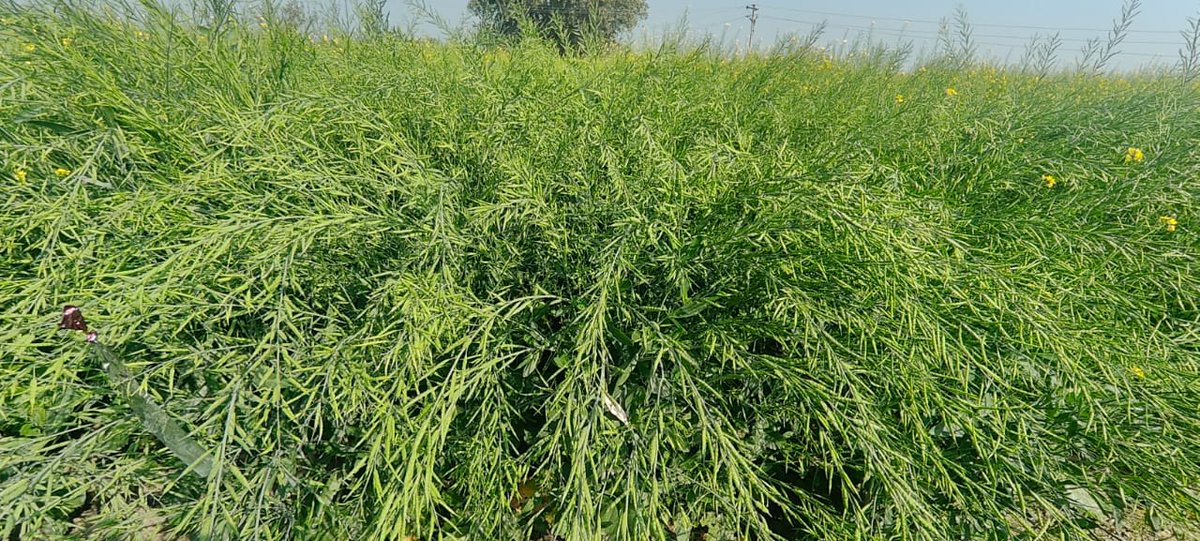 AgriExperts's tweet image. By adopting  agronomics practices, farmers can promote healthy crop production, reduce environmental impact, and improve crop yields and quality.
#soilhealth #IPM #INM
#CropDiversification 
#CropRotation  #GreenManure #MechanizedFarming