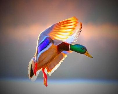 leon_walder's tweet image. The Mallard
single file now
a duck flotilla
circumnavigates
pond's icy center
thoughts circle back
to partners
that split
like the loon's cry
splits early morning silence
it's some relief
nothing awaits this
my humble return
to the source~
#poetry #poem
#WritingCommunity