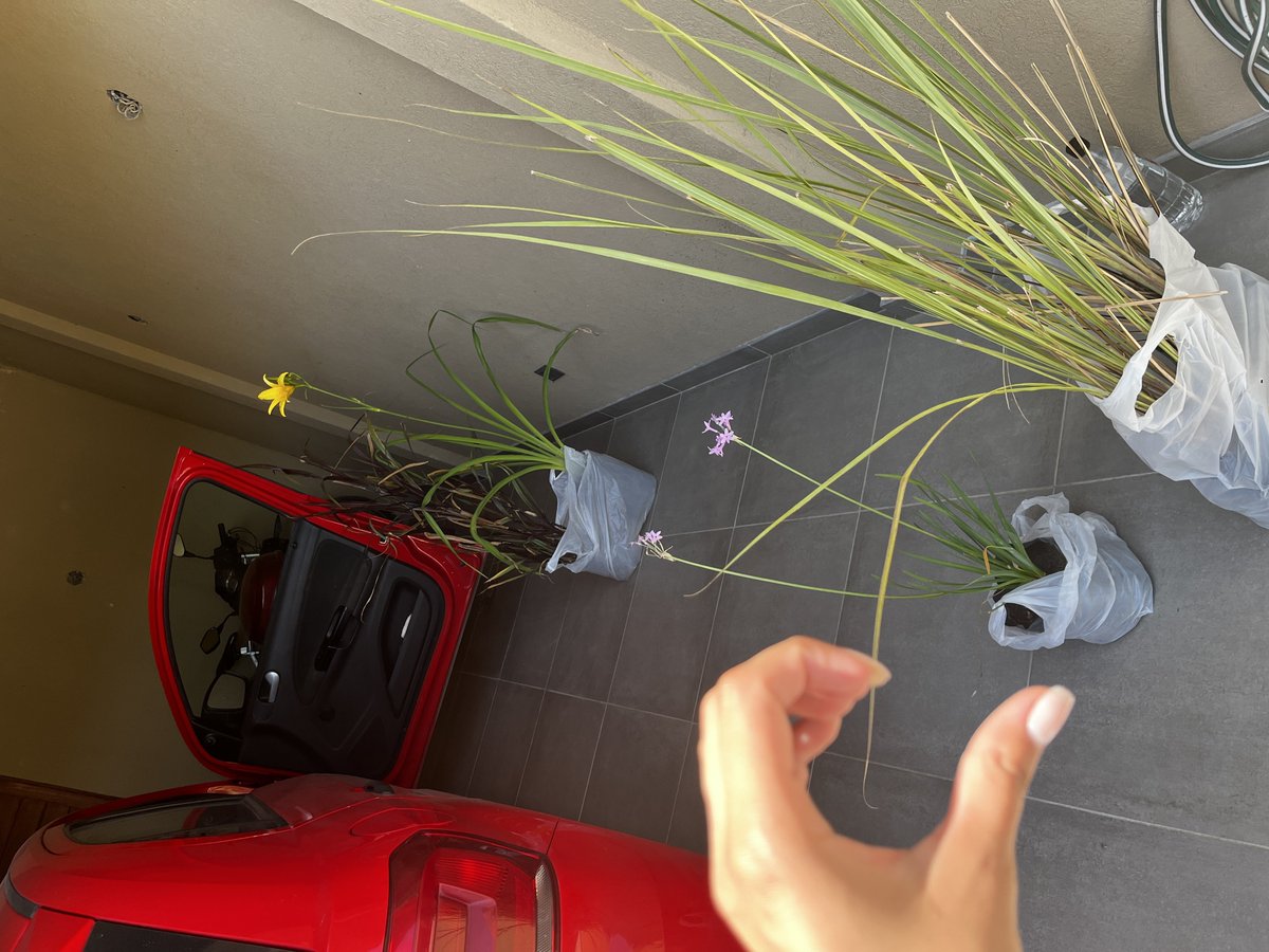 my life is just a collection of new plants