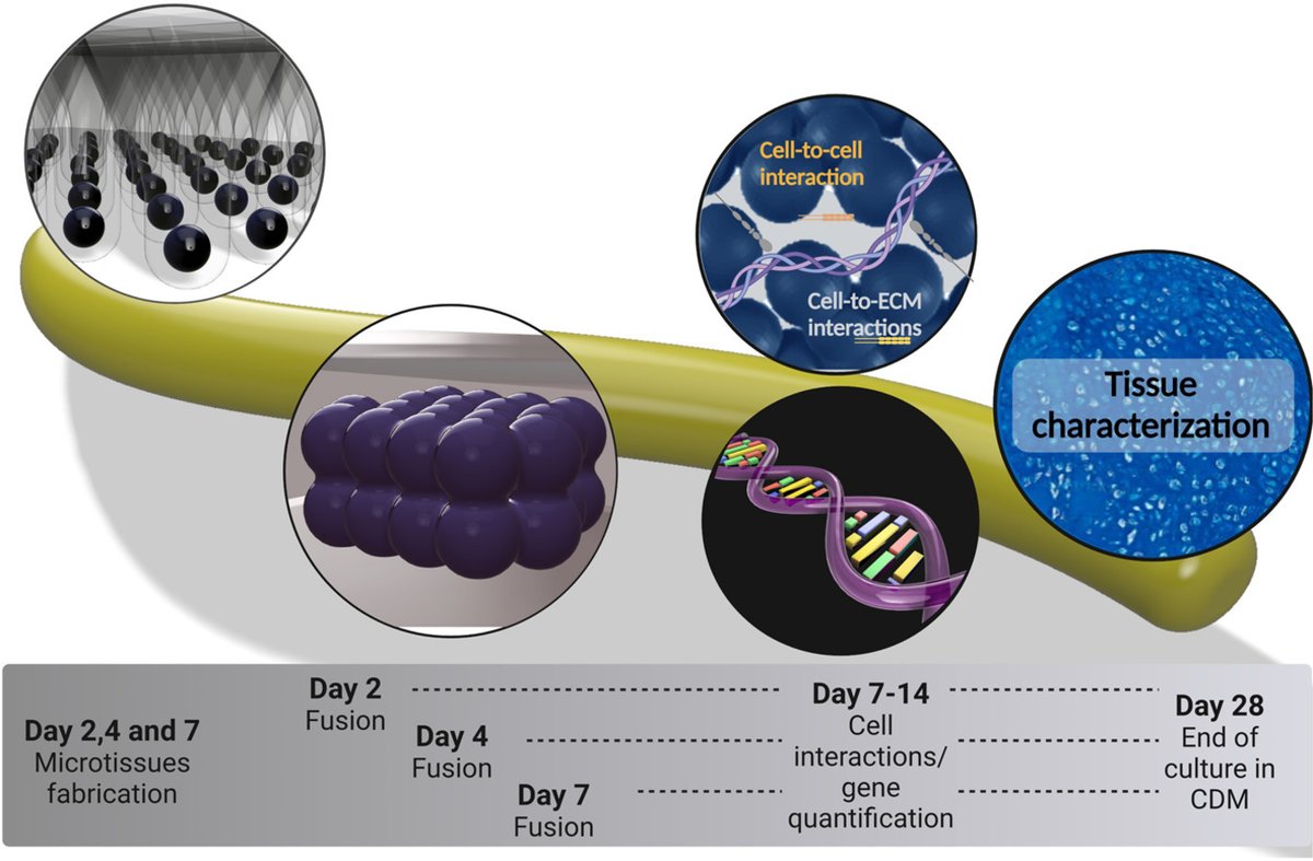 Francesca Diletta Spagnuolo (@frances45994786) on Twitter photo Happy to share that our recent paper on the use of microtissues for the development of scaled up cartilage grafts has been accepted for publication in <a href="/ActaBio/">Acta Biomaterialia</a>. Huge thanks to <a href="/dannykelly1978/">Danny Kelly</a> and all the coauthors that made it possible!
Check it out: sciencedirect.com/science/articl… Happy to share that our recent paper on the use of microtissues for the development of scaled up cartilage grafts has been accepted for publication in <a href="/ActaBio/">Acta Biomaterialia</a>. Huge thanks to <a href="/dannykelly1978/">Danny Kelly</a> and all the coauthors that made it possible!
Check it out: sciencedirect.com/science/articl…