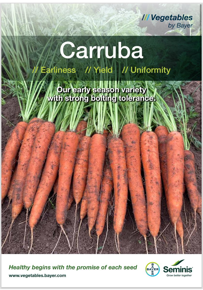 Early carrot Carruba by #seminis! 
#carrot #carrots #carrotgrowing #carrotproduction #vegfarming