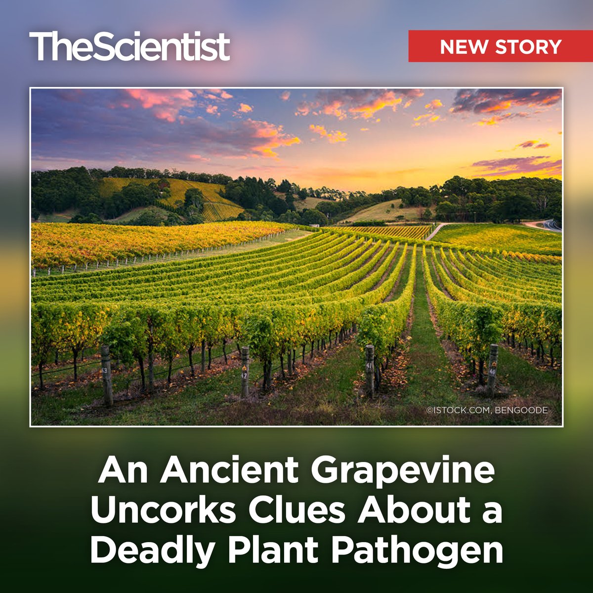 TheScientistLLC's tweet image. Using DNA from a 120-year-old preserved plant sample, researchers reconstructed how a common plant disease that causes more than $100 million in losses per year in California alone spread across the state.
Read more: bit.ly/4g8qycy