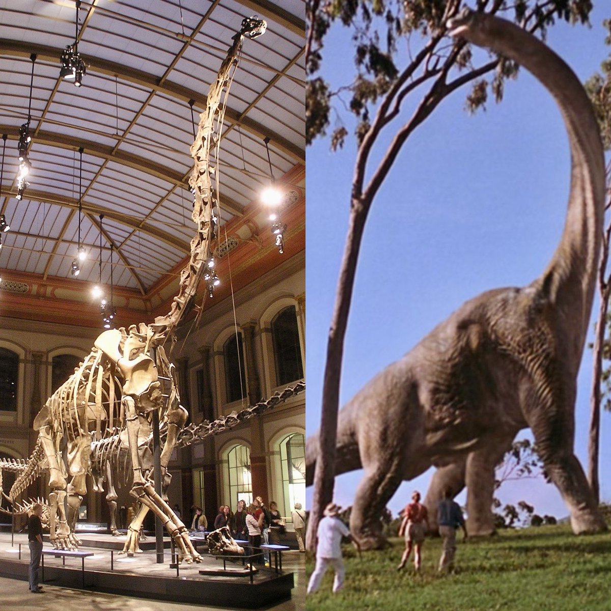 Jurassic Forever: Brachiosaurus 

#Rebirth #JurassicWorldDominion #dinosaurs #paleoart #jurassic #animals #nature #dinosaur #fossil #paleontology #paleontologist #jurassicpark #jurassicworld #Brachiosaurus #Sauropod #thelostworld #thelostworldjurassicpark #jurassicpark3

🦖❤️🦕