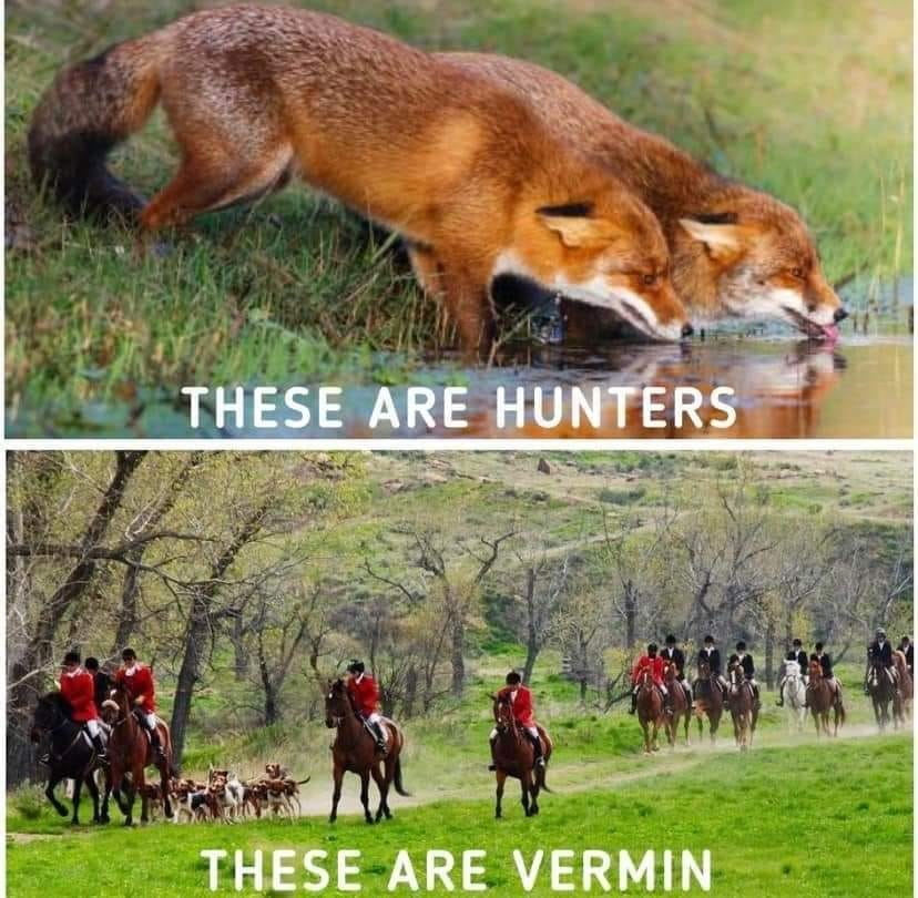 Protect the Wild tweet media