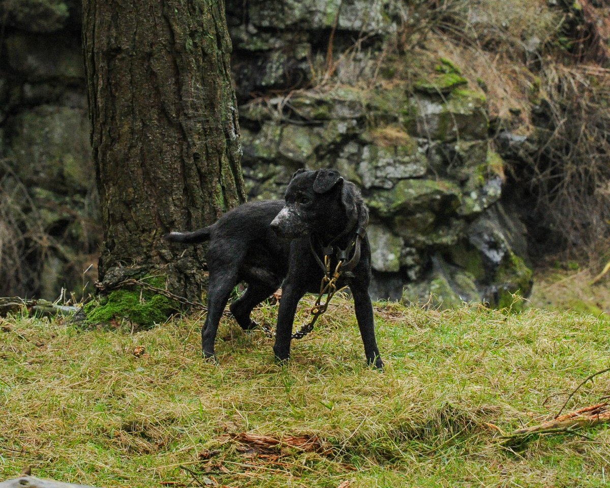 lurcherwork's tweet photo. #patterdale #terrier #huntterrier #diggingdog #workingdog #huntingdog #foxhunting https://t.co/ojY2gdgrAy