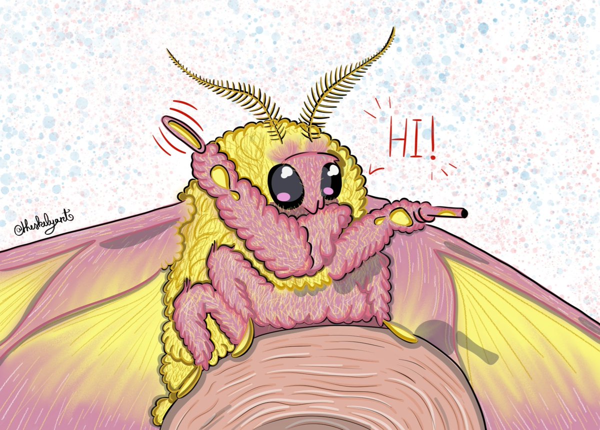 Theskelyart's tweet image. Have a cute moth ! That make me train to how to draw on digital and learn a bit more on the different brush that I have ! Hope you like it ! You also have the reference that helped me ! #moth #mothart #art #digitalart